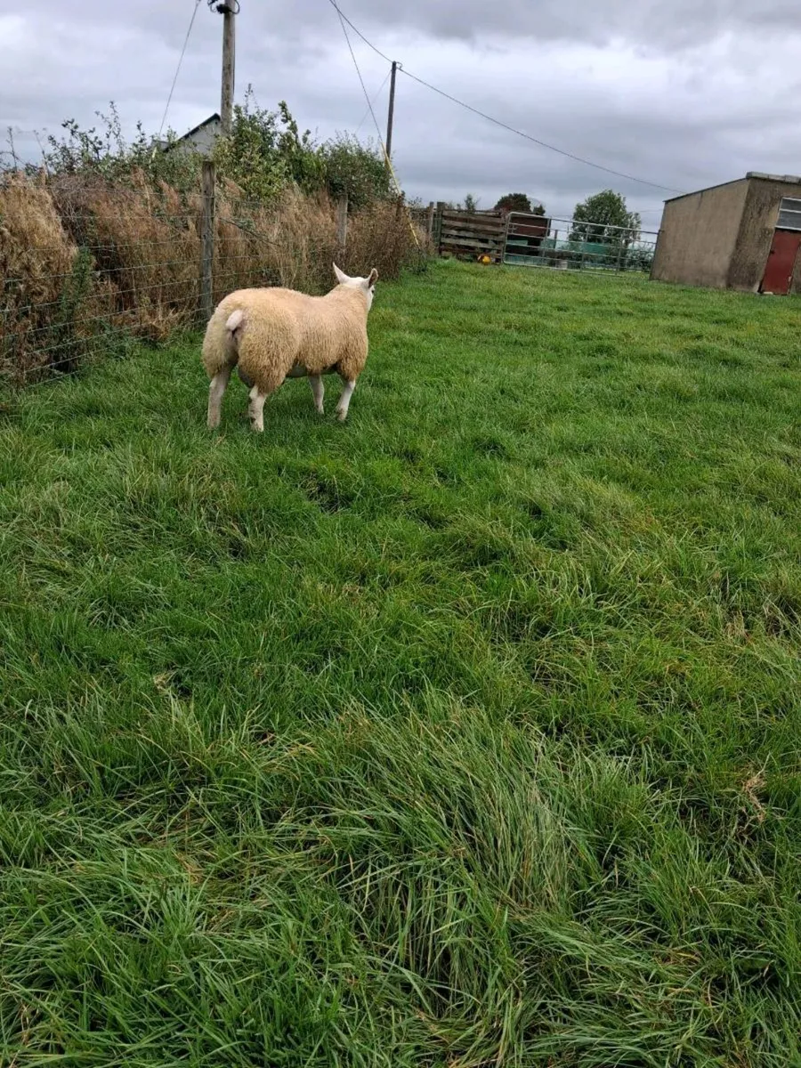 Pedigree Registered Texel Ram Lambs - Image 2