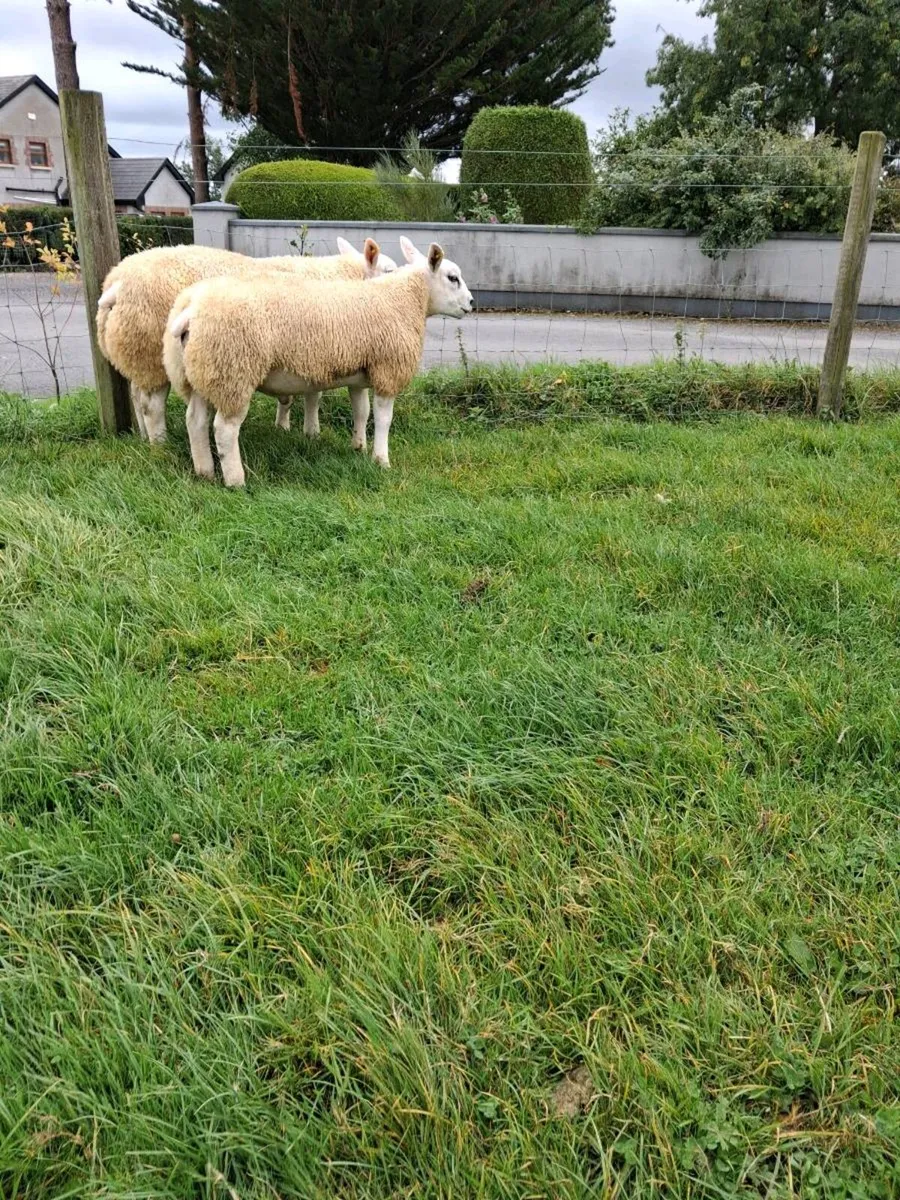 Pedigree Registered Texel Ram Lambs - Image 3