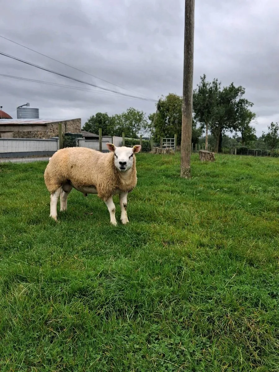 Pedigree Registered Texel Ram Lambs - Image 1