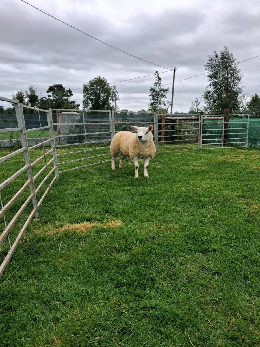 Pedigree Registered Texel Ram Lambs - Image 4