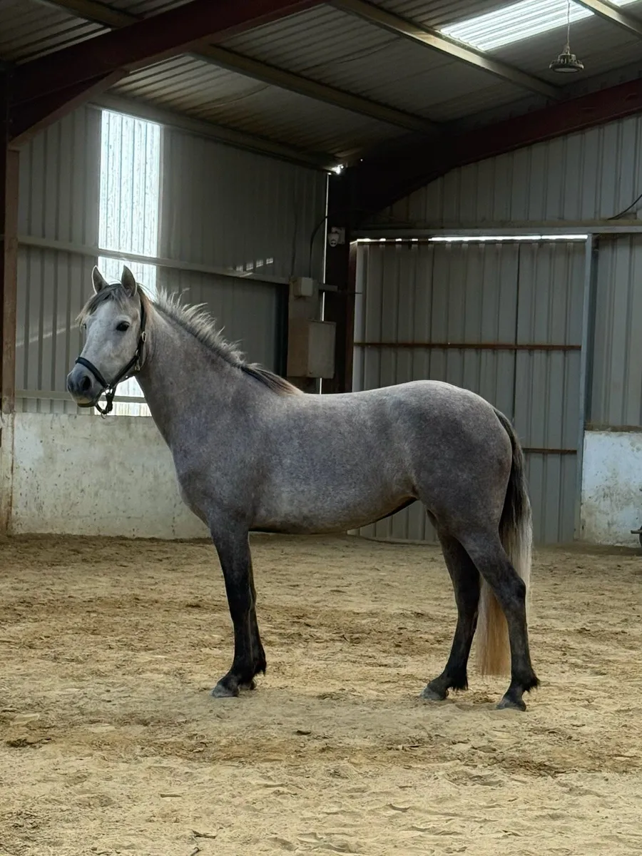 3yr old Connemara filly - Image 1
