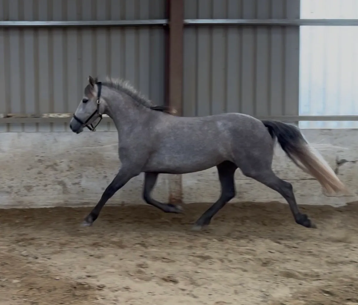 3yr old Connemara filly - Image 2
