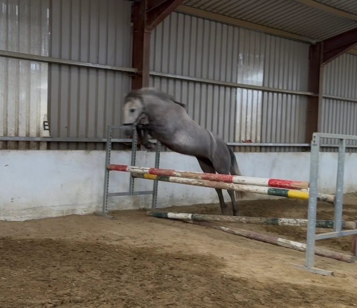 3yr old Connemara filly - Image 3