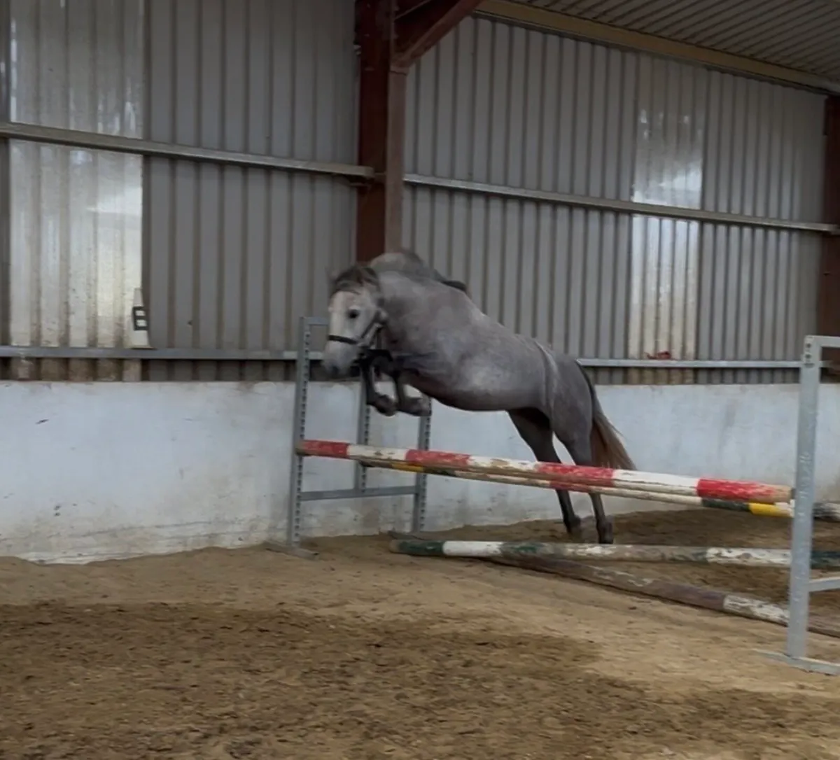 3yr old Connemara filly - Image 4