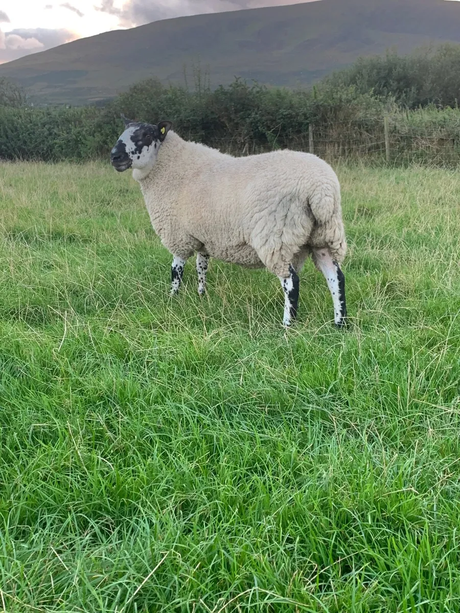 Milford Hogget Ram - Image 3