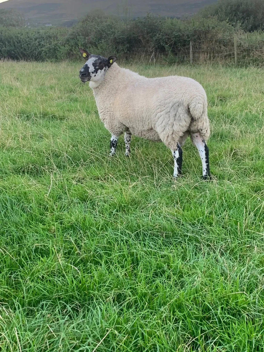 Milford Hogget Ram - Image 4
