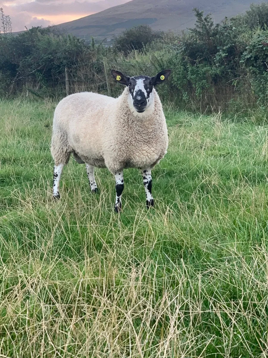 Milford Hogget Ram - Image 1