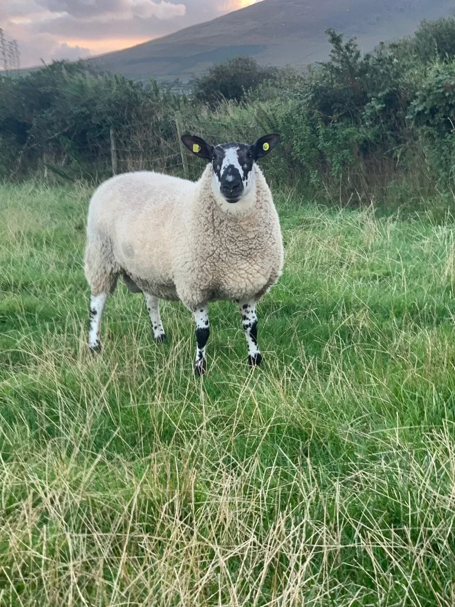 Milford Hogget Ram - Image 2