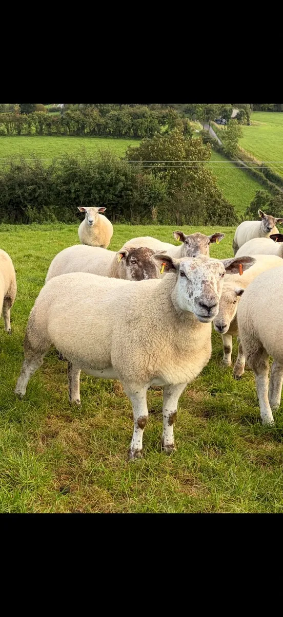 Hoggets - Image 1
