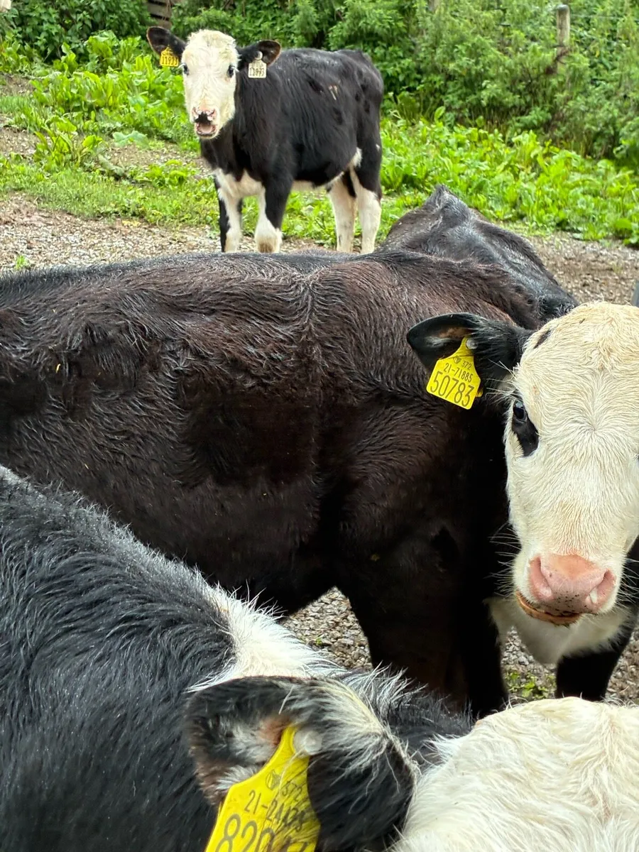 11 RUNNERS 4 MONTHS OLD HEX HEIFERS 🌟🌟 - Image 4