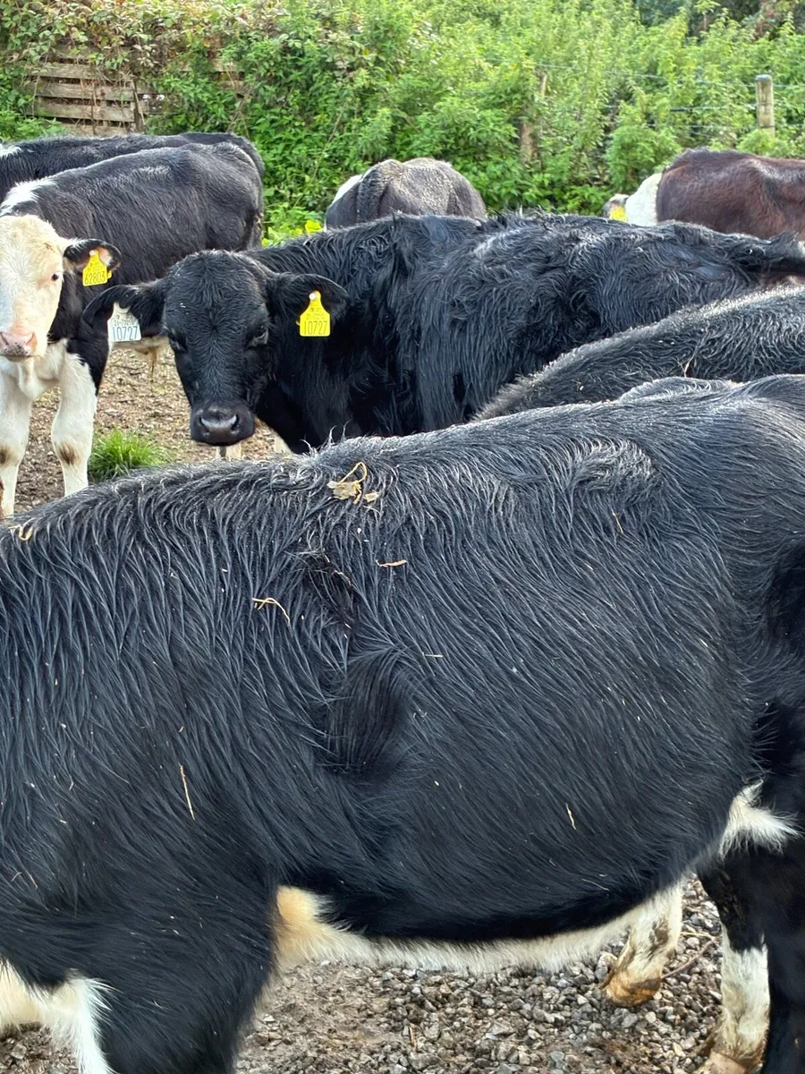 21 RUNNERS 4 MONTHS HEX HEIFERS/BULLS - Image 2