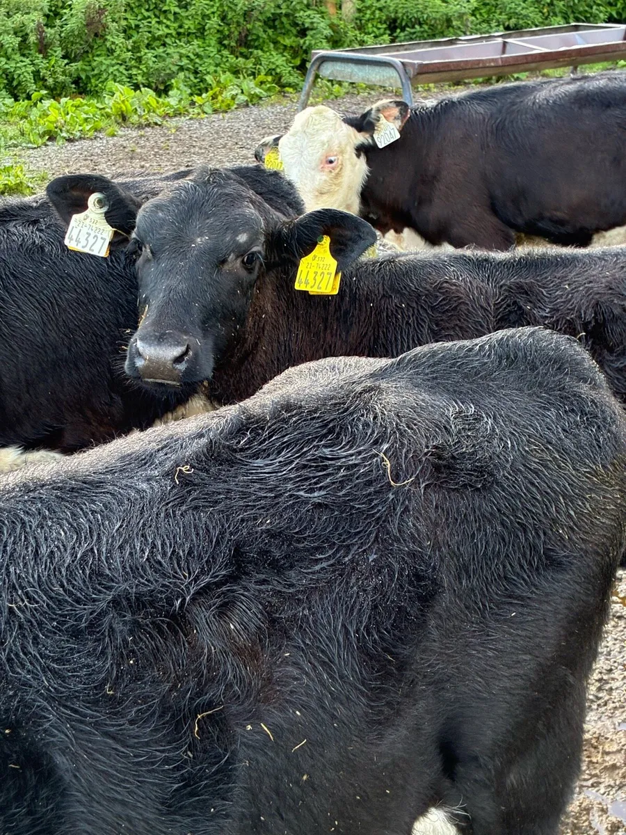 23 RUNNERS 4 MONTHS HEX HEIFERS/BULLS - Image 2