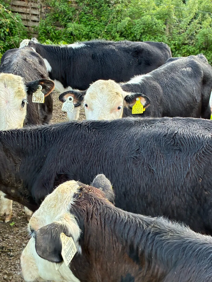 21 RUNNERS 4 MONTHS HEX HEIFERS/BULLS - Image 3