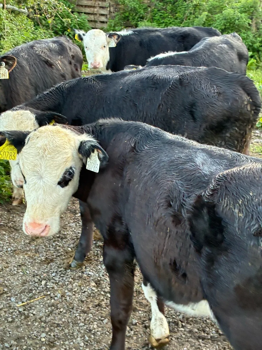 21 RUNNERS 4 MONTHS HEX HEIFERS/BULLS - Image 1