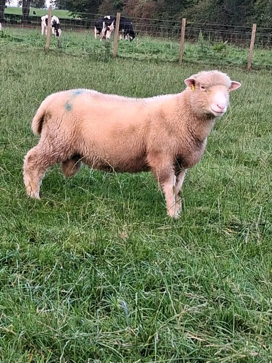 Dorset ram lambs - Image 1