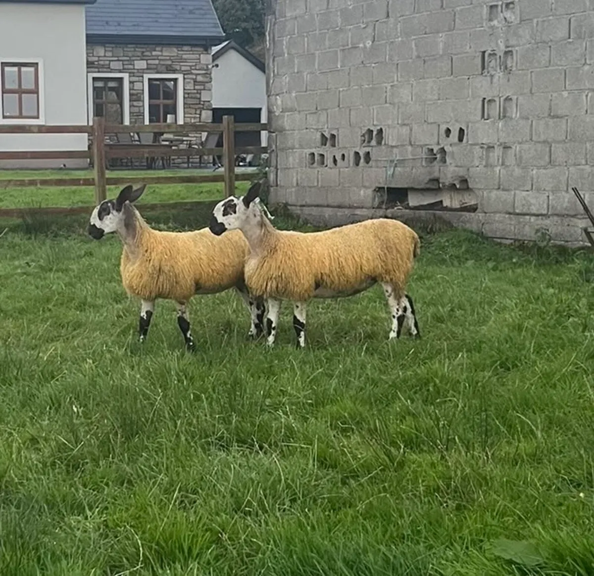Pure Bred Blue Leicester Ewe Lambs - Image 1