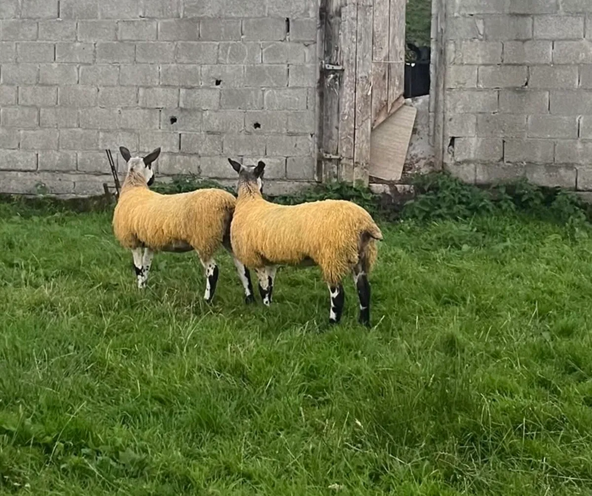 Pure Bred Blue Leicester Ewe Lambs - Image 2