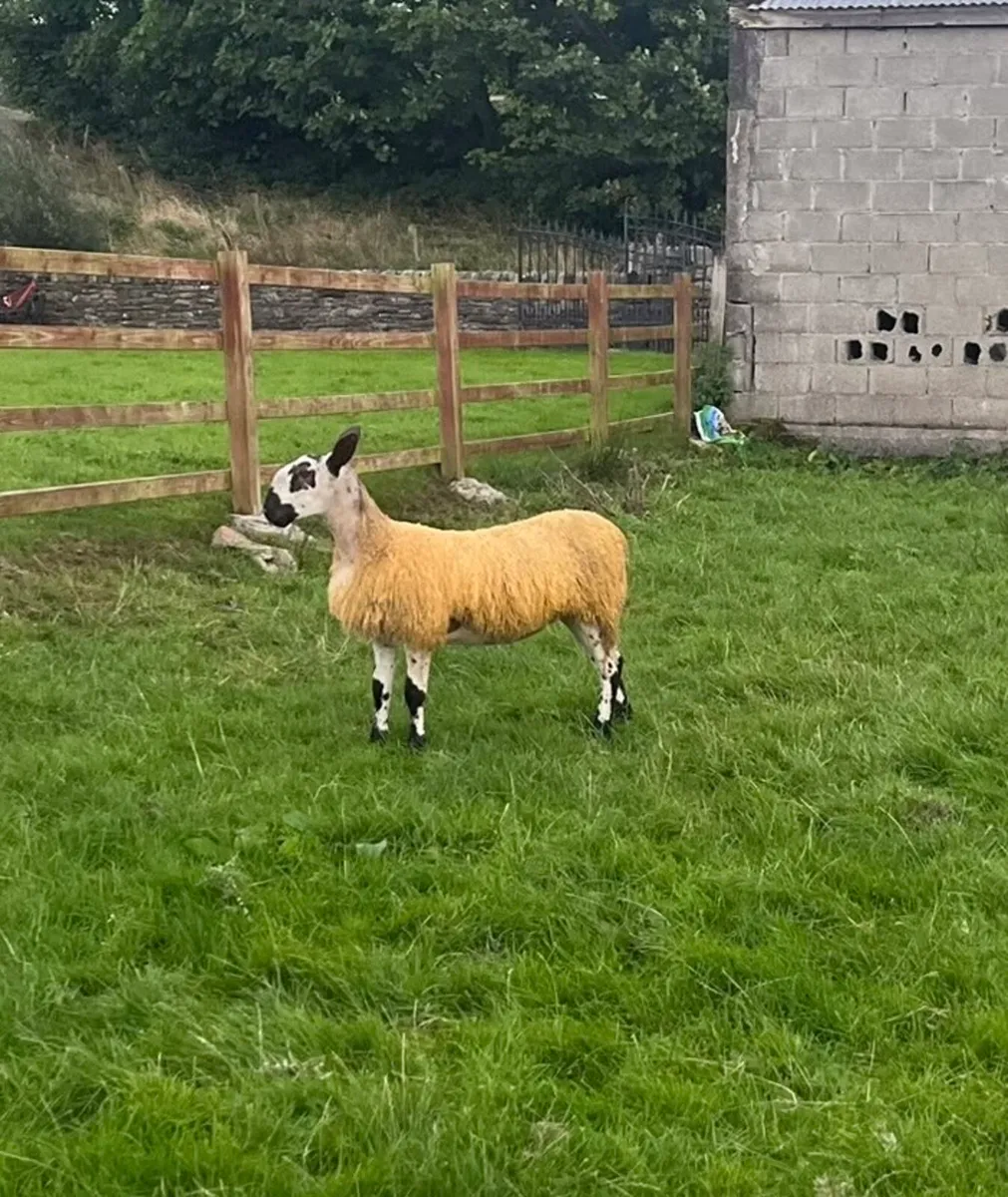 Pure Bred Blue Leicester Ewe Lambs - Image 3