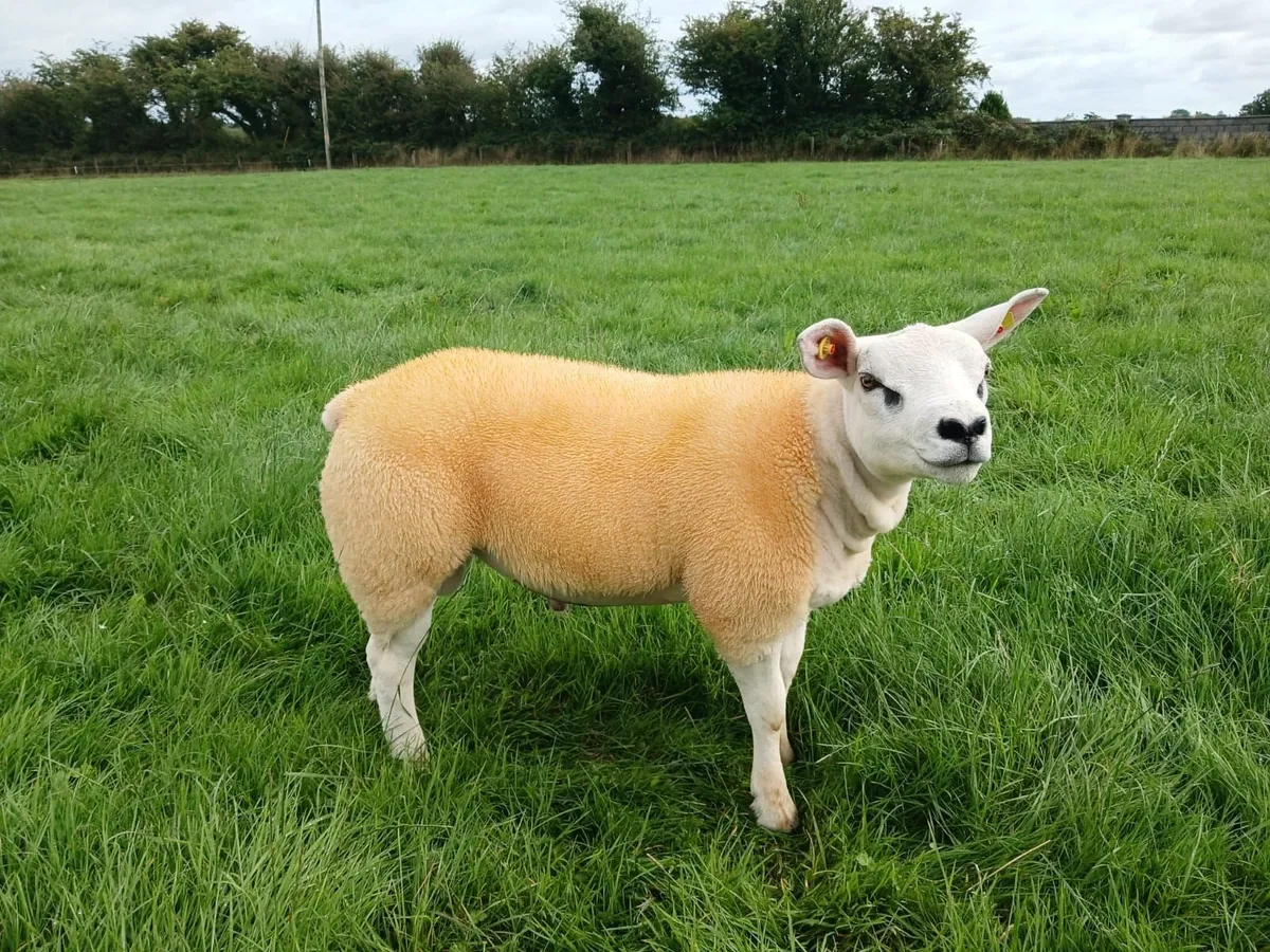 PBNR Texel Ram lambs - Image 4
