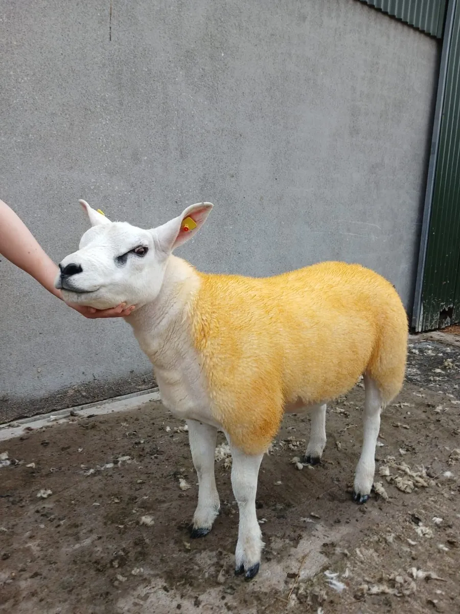 PBNR Texel Ram lambs - Image 3