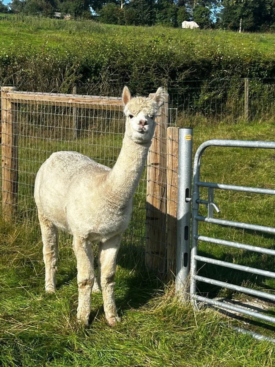 Male alpaca - Image 1