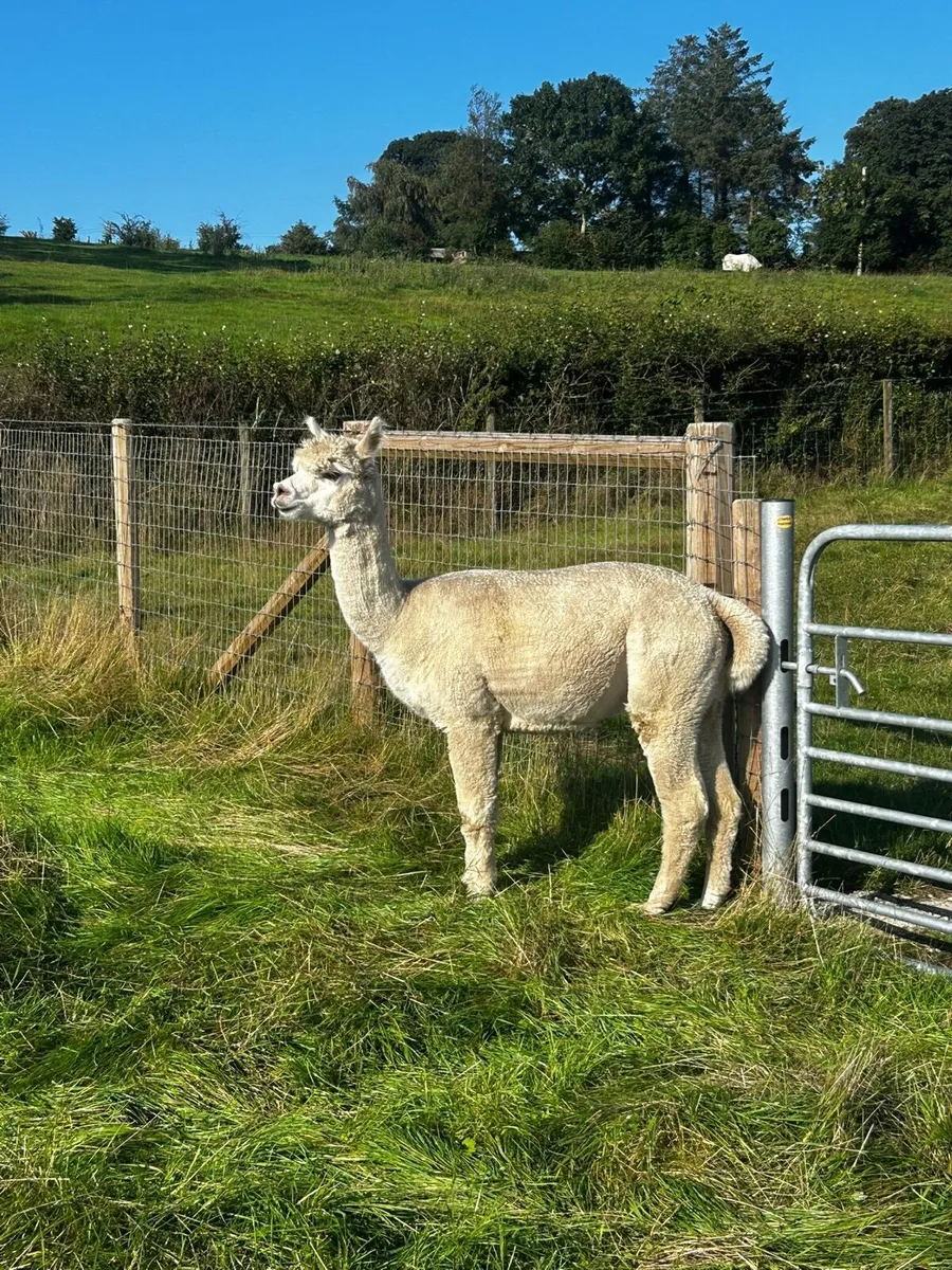 Male alpaca - Image 2