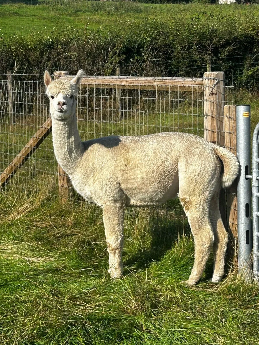 Male alpaca - Image 3