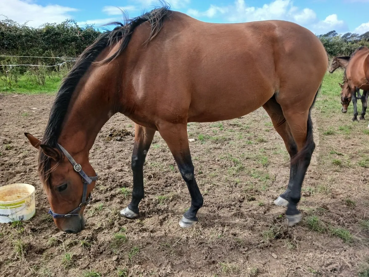 Shantou mare for sale. - Image 2