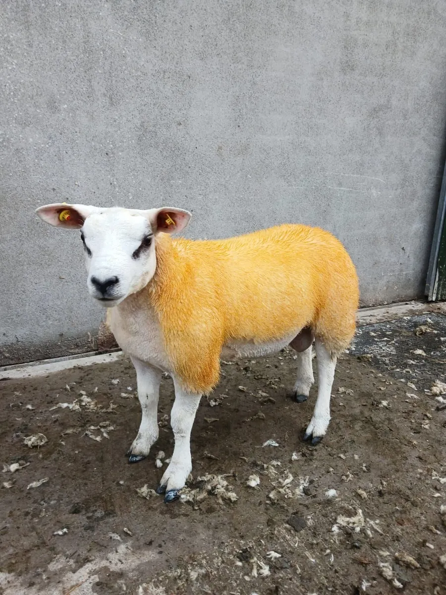 PBNR Texel Ram lambs - Image 2