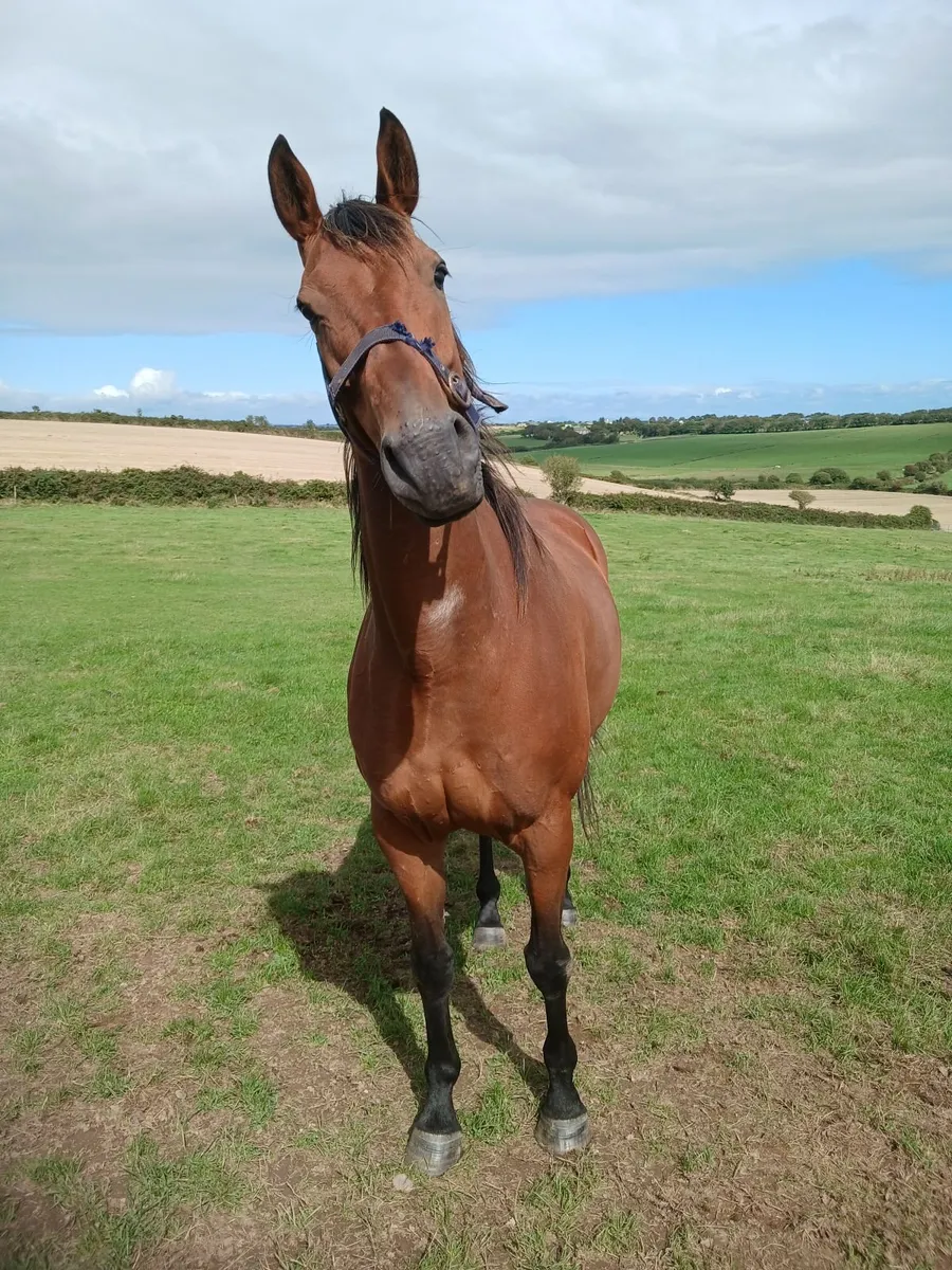 Shantou mare for sale. - Image 1