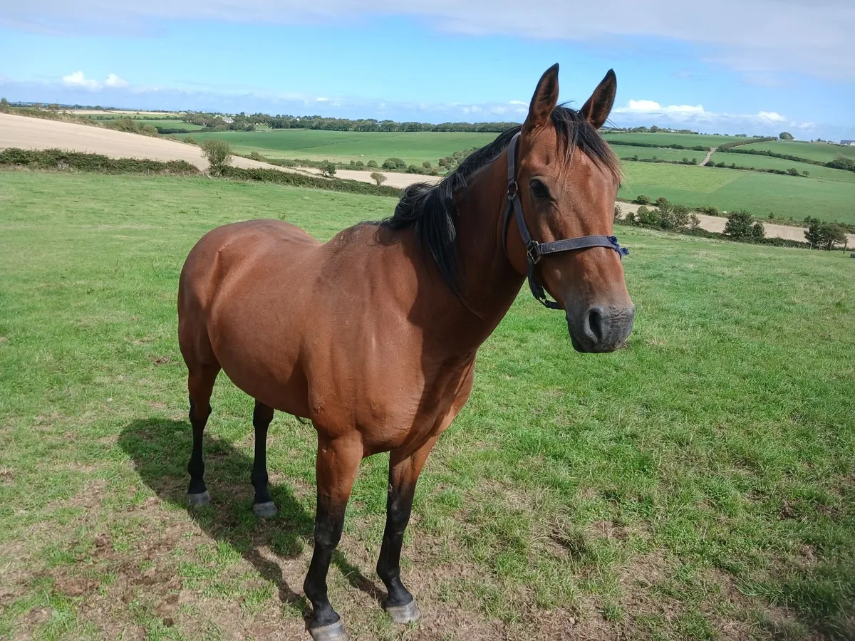 Shantou mare for sale. - Image 3