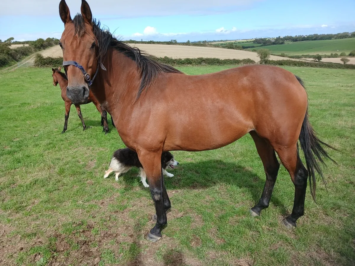 Shantou mare for sale. - Image 4