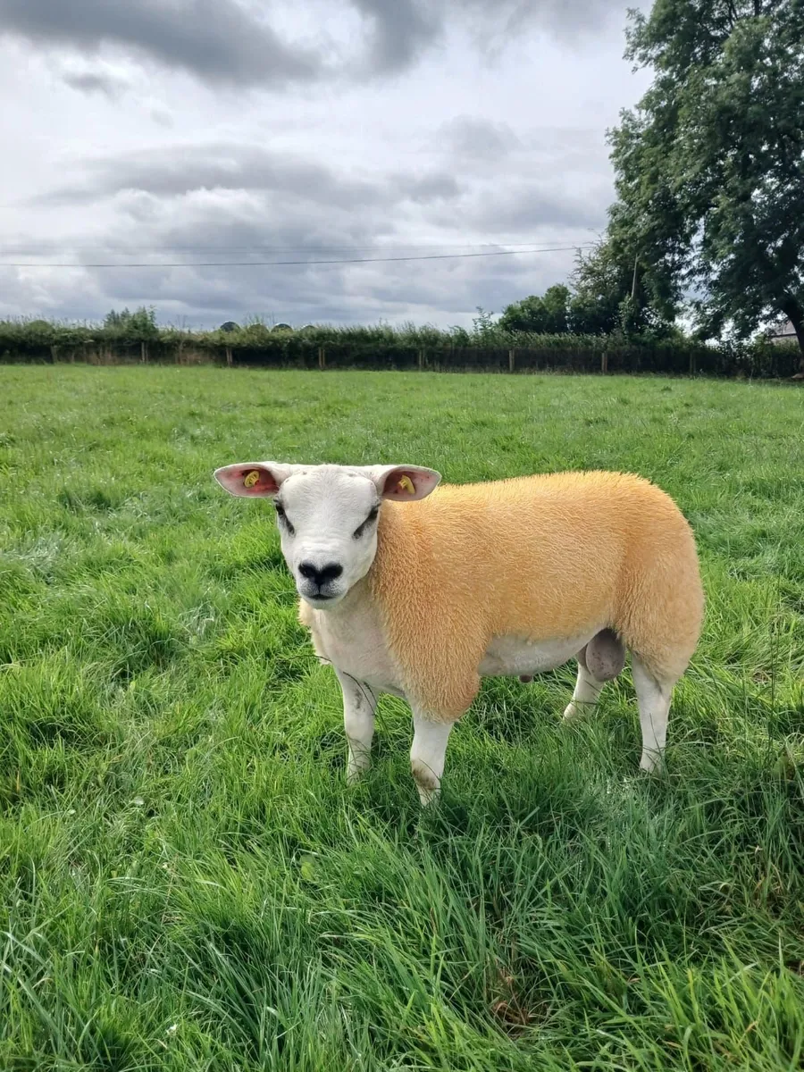PBNR Texel Ram lambs - Image 1