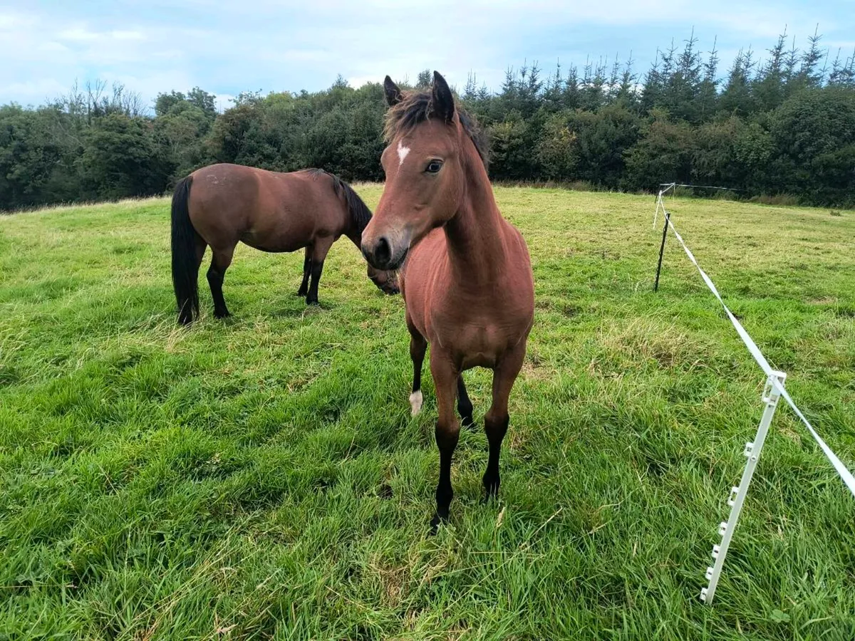 Connemara filly foal - Image 2