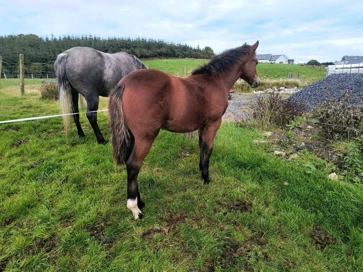 Connemara filly foal - Image 3