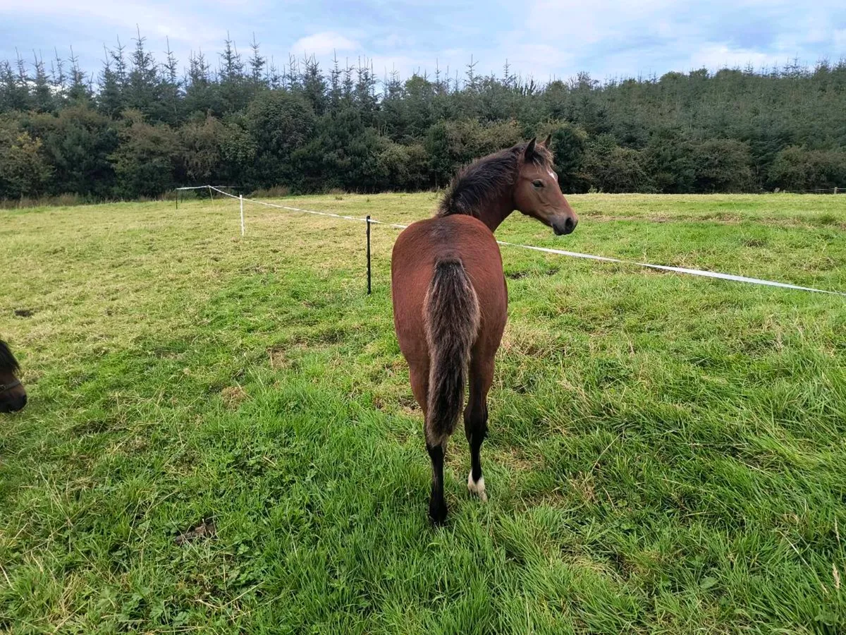 Connemara filly foal - Image 4
