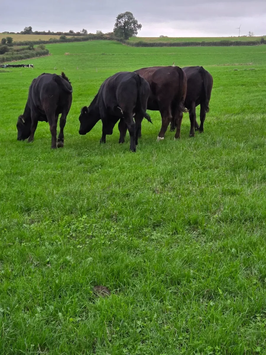 Angus Bullocks - Image 1