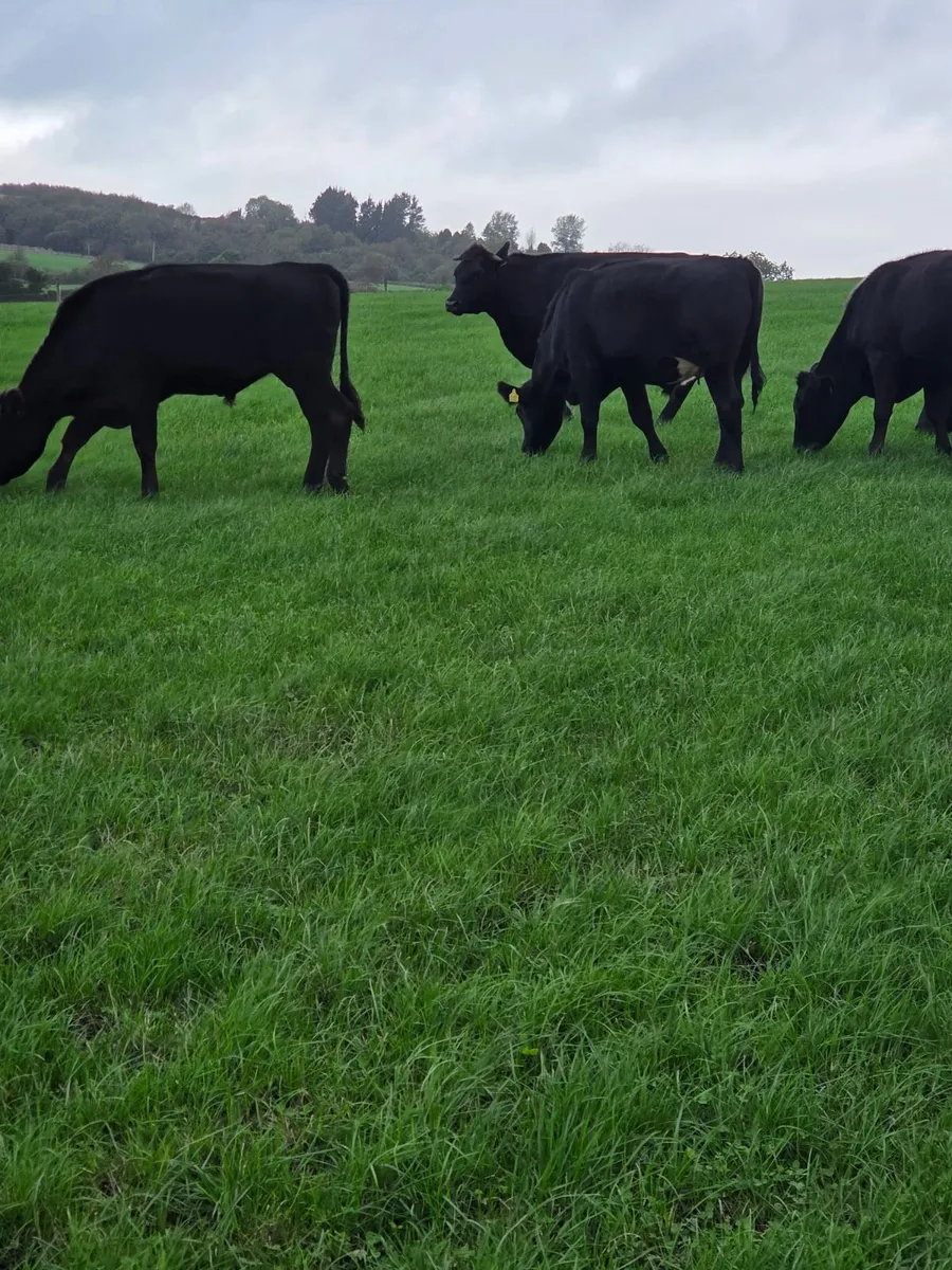Angus Bullocks - Image 2