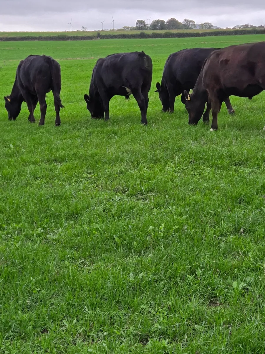Angus Bullocks - Image 4