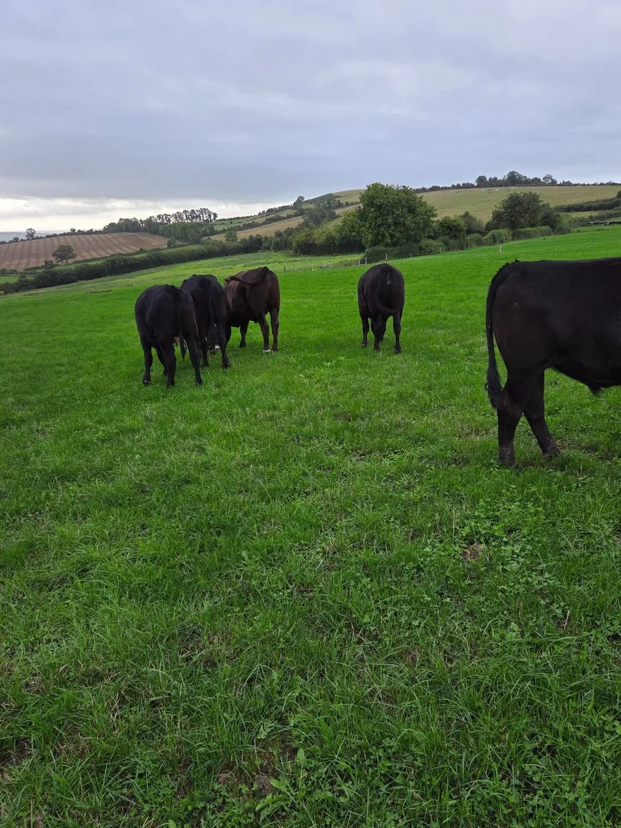 Angus Bullocks - Image 3