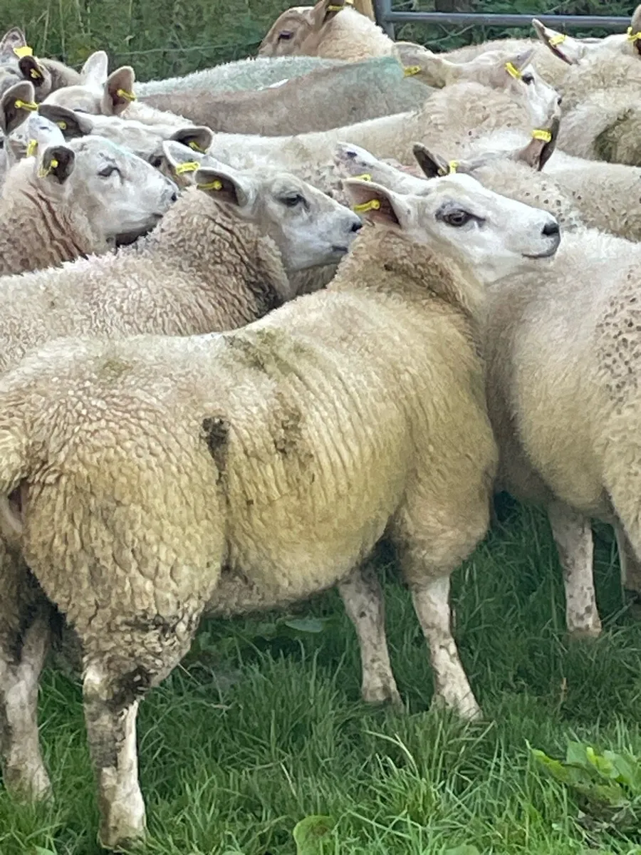 Ewe Lambs - Image 1