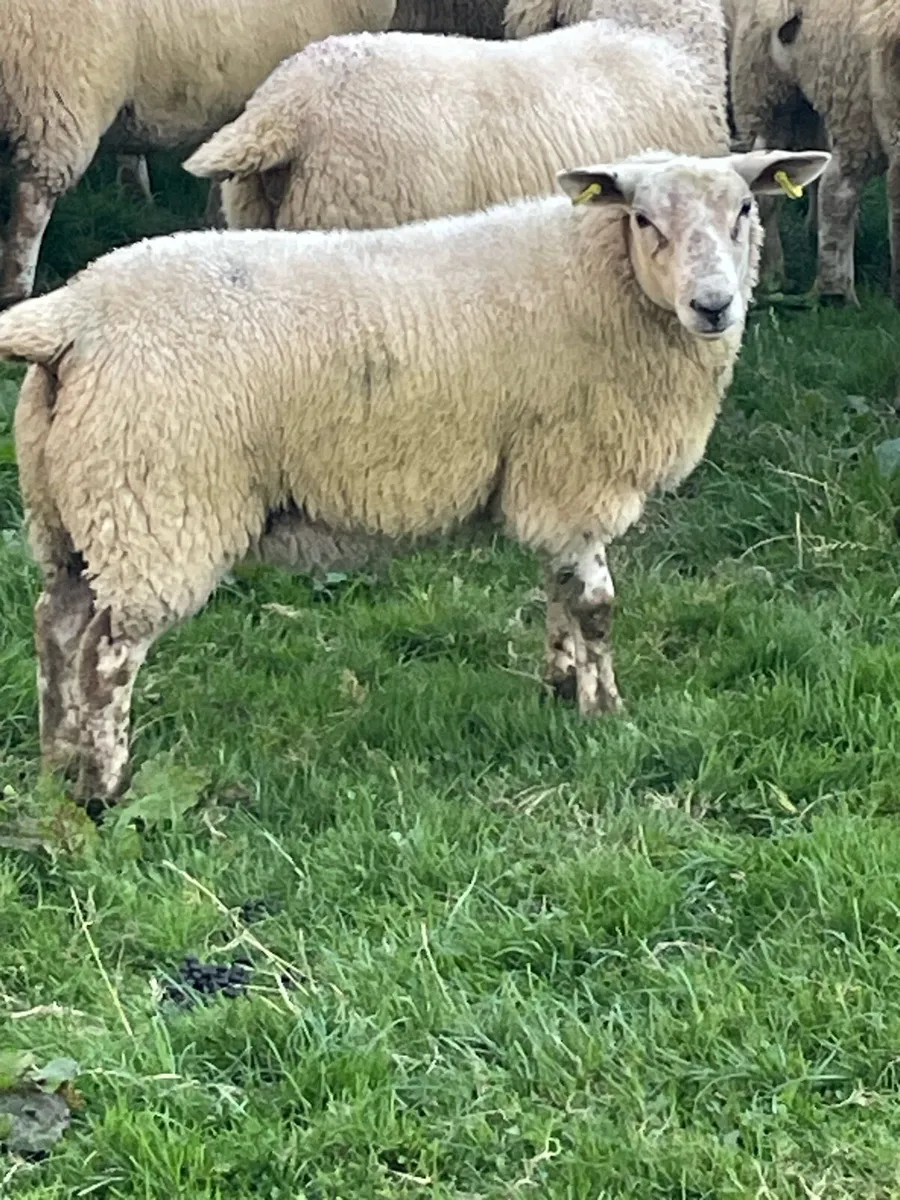Ewe Lambs - Image 2