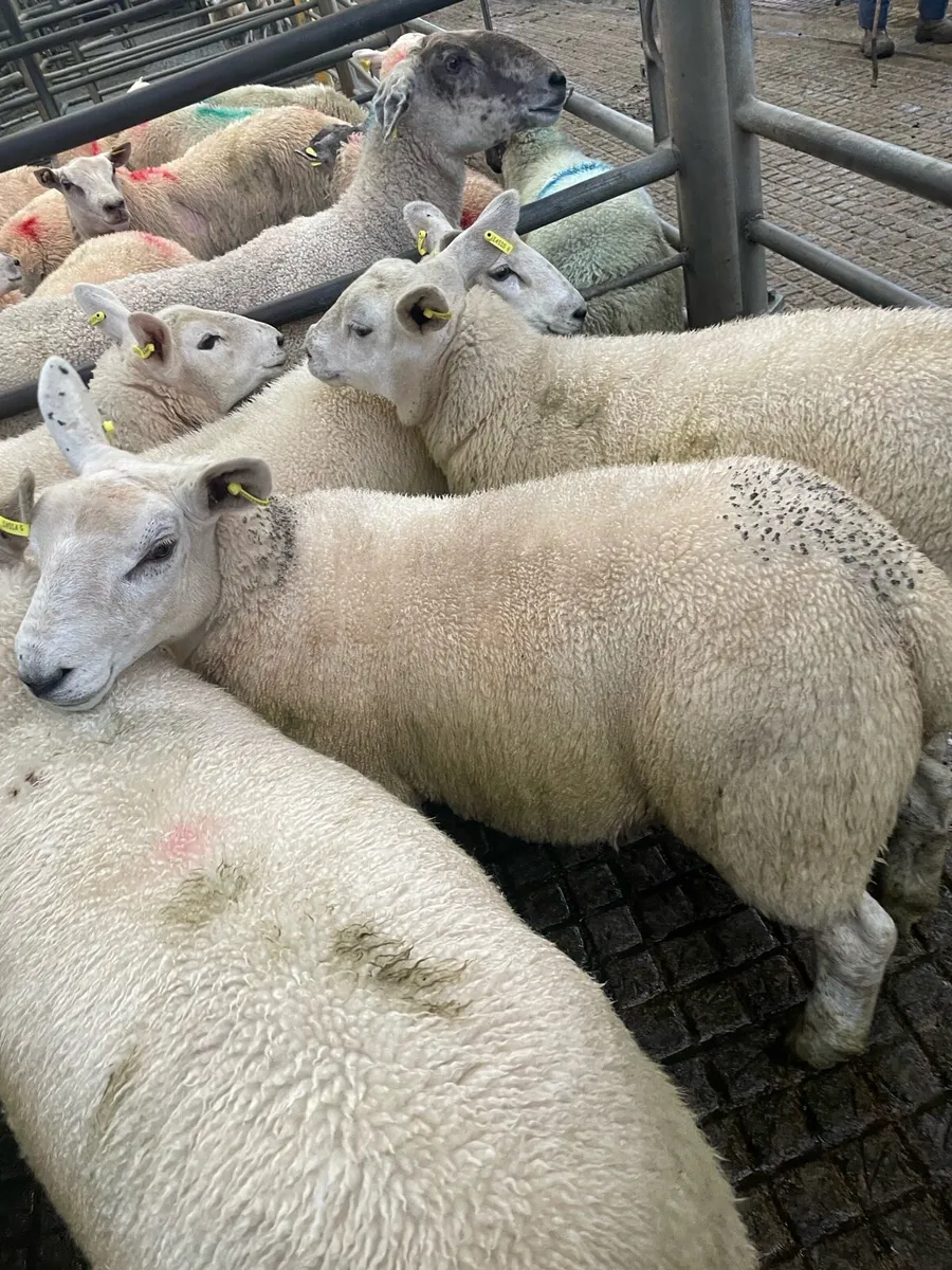 Ewe Lambs - Image 3