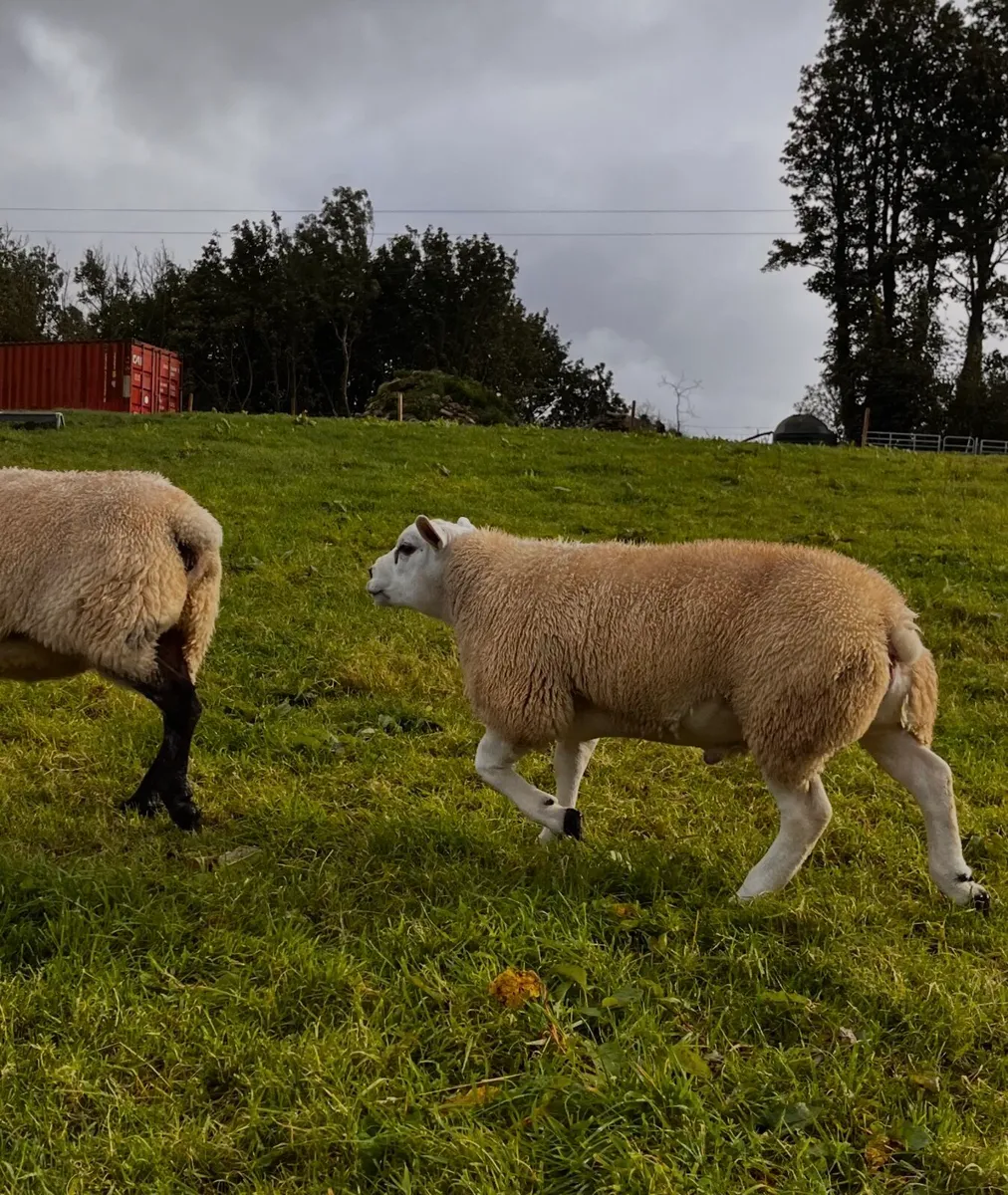 Teaser ram for sale - Image 1