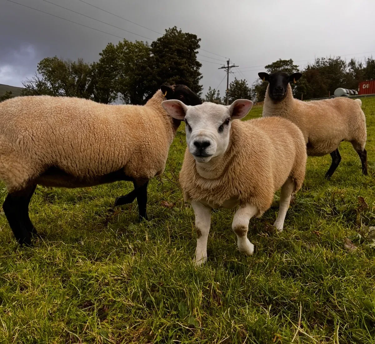 Teaser ram for sale - Image 2