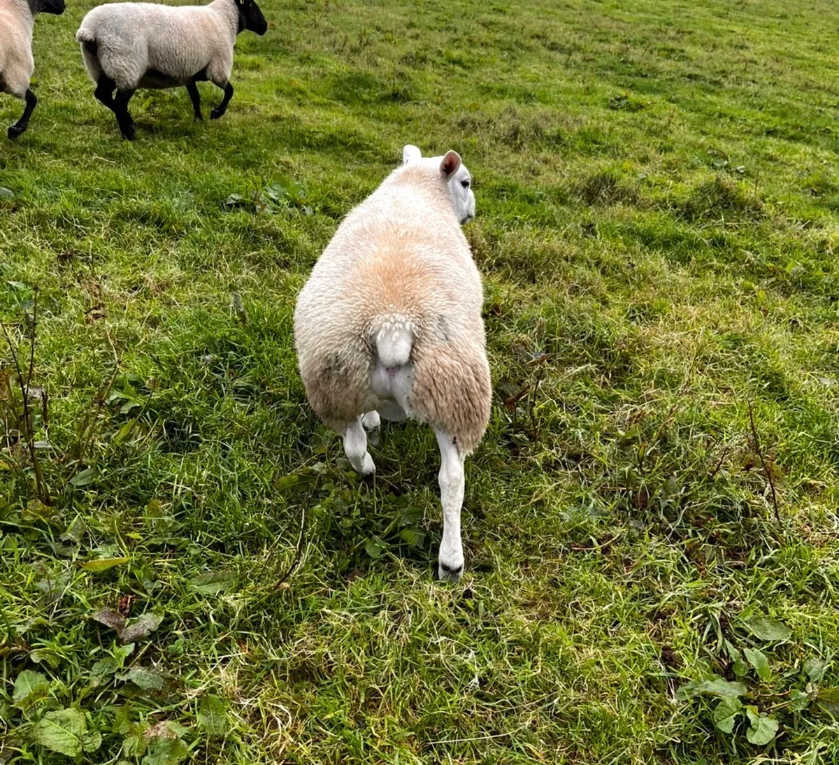 Teaser ram for sale - Image 3