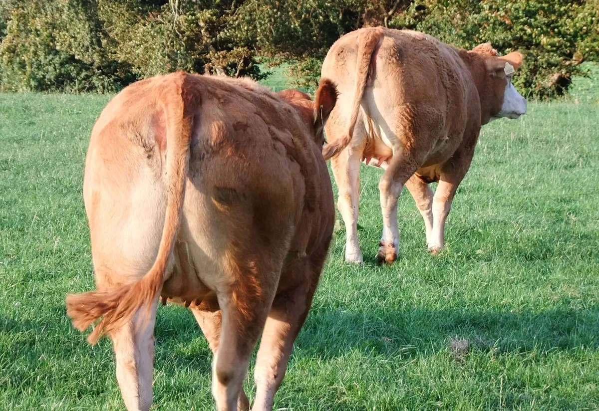 Incalf heifers - Image 3