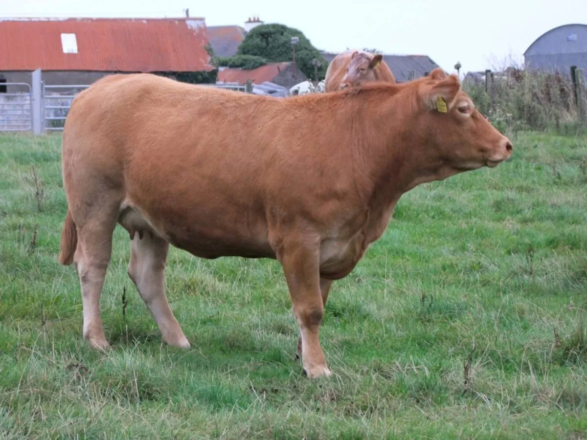 Incalf heifers - Image 2
