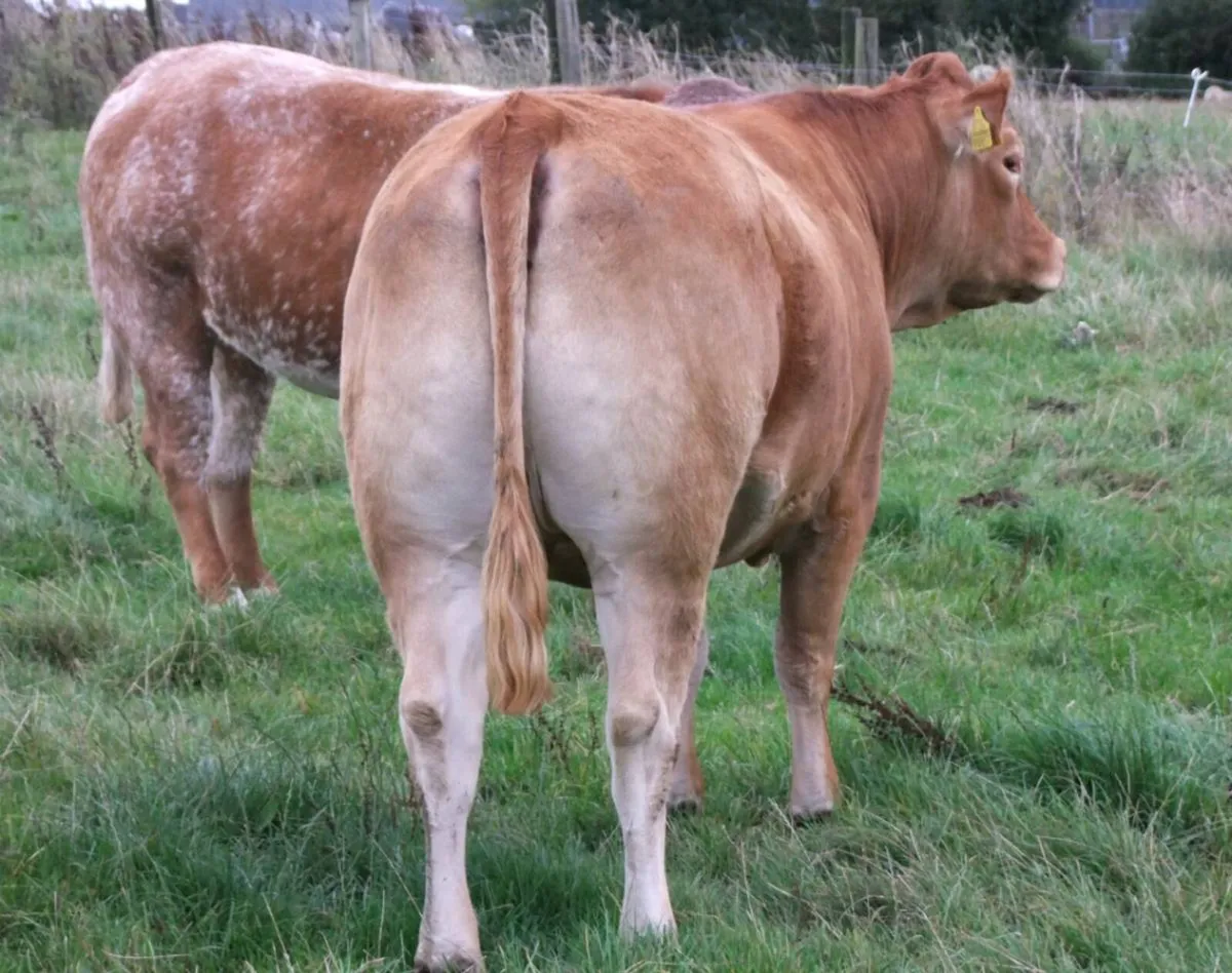 Incalf heifers - Image 4