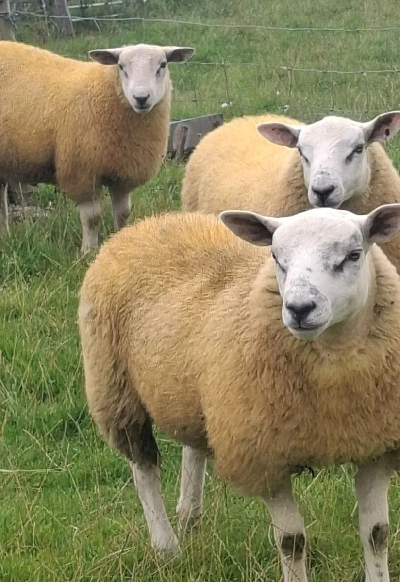 STRONG SUFFTEX RAM LAMBS